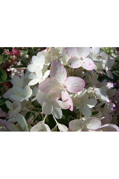 Гортензія Тач оф Пінк ніжні білі пелюстки з рожевим відтінком